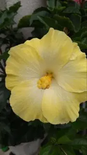 msamy