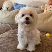 ちりとまとの画像