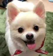 チロサクの画像