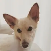りんごの画像