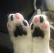 nyanの画像
