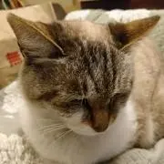 ニャンコの画像