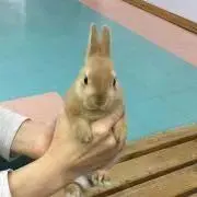 りりの助