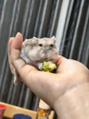 ゆきちの画像