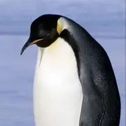 ours blancの画像