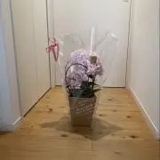 キコの画像