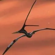 Kaido