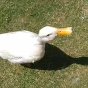 SISIの画像