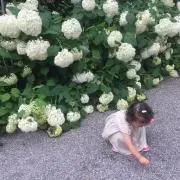 ajisaiの画像
