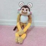 ちゃんはなの画像