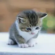 nyanco_nyancoの画像