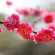 neko→noko