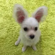 たぬきの画像