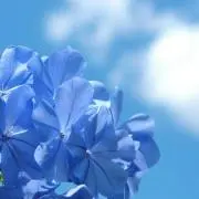 みみこの画像