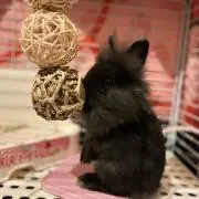 ぺ