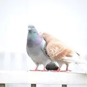 ステカセの画像