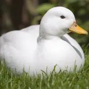 あひる