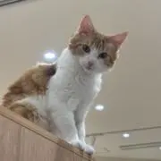 ねこまんまの画像