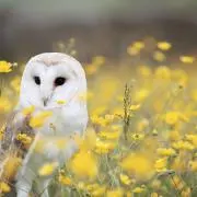 はな