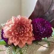 hanabiの画像