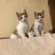 つうぶ