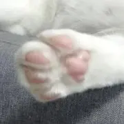 りんの画像