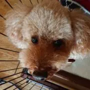 ゆかりん