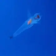 ヌートリアの画像