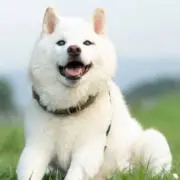 singosiの画像