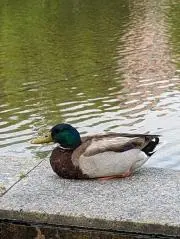 ピース