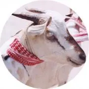 やぎ