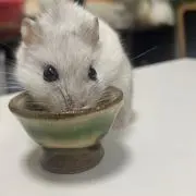 こはるの画像