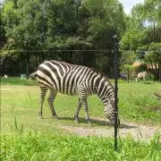 anpanmamの画像