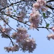 RHの画像