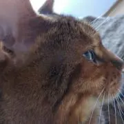 NECOの画像