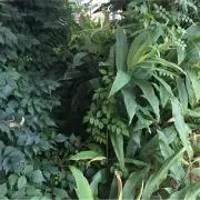 樹
