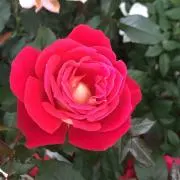 どなるど（プロフィールご確認ください）の画像