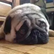あつぞう