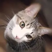 かり