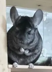 rabbitdollの画像