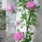 ユウの画像