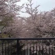 けーしん