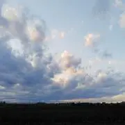 さくらの画像