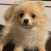 ももの画像