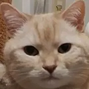 ナンナンの画像