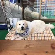 ケン