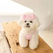 ミの画像