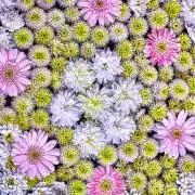 灯里の画像
