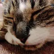 ファンタジスタの画像