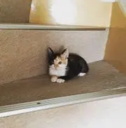 ちびちゃんの画像